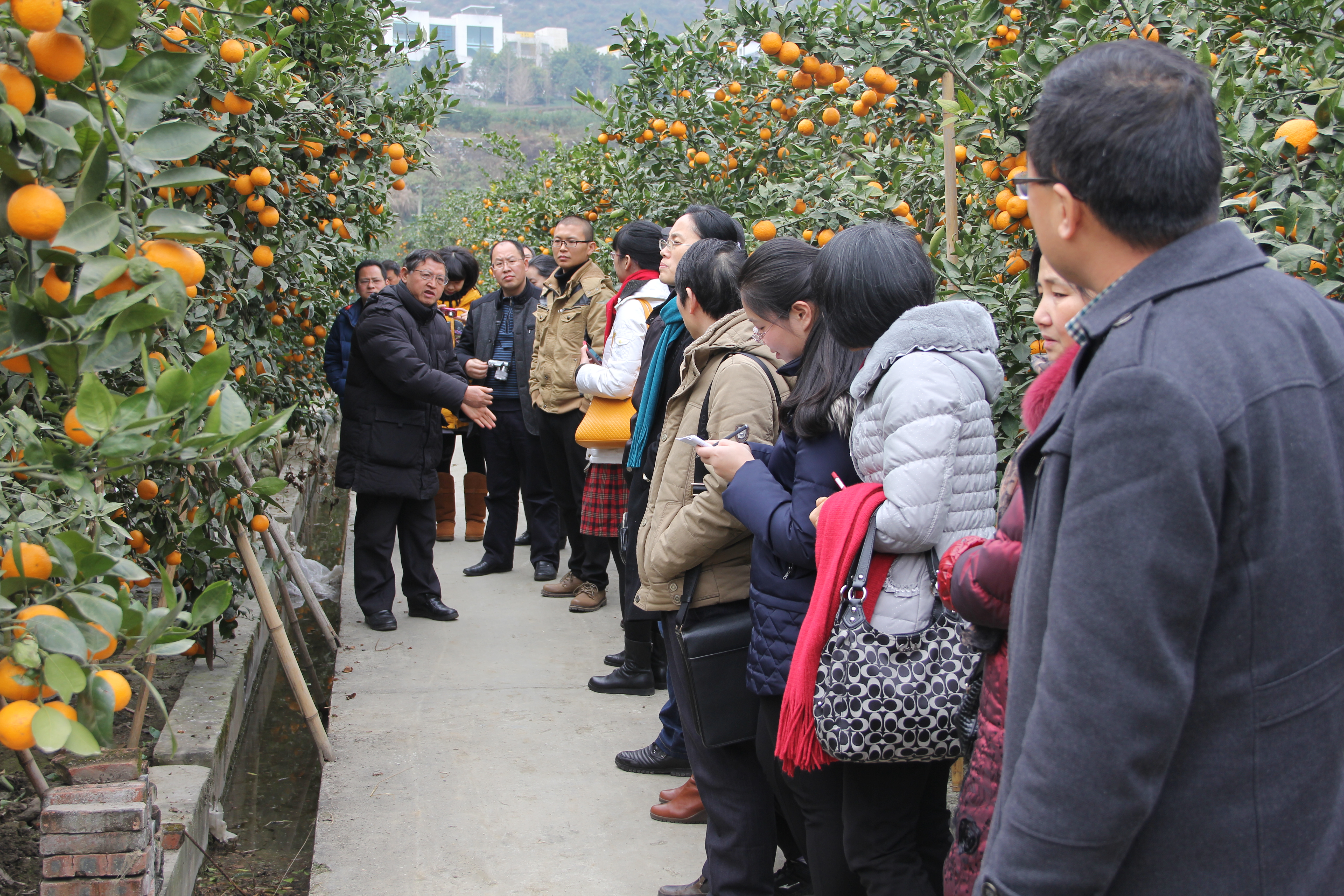 参观黄果柑种植基地